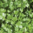 seeds cilantro coriander 100 herb mexican spice non-gmo seller