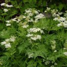 1000 seeds anise non-gmo seller