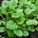 seeds upland cress | heirloom - non-gmo herb