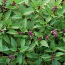 seeds thai basil 300 asian herb ocimum basilicum fragrant