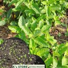 seeds black herb grass jelly / hạt sương sáo thạch đen/ 台灣仙草