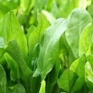 seeds 600 large leaf sorrel (rumex acetosa) hardy perennial herb