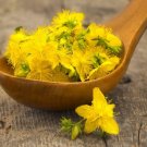 500 seeds st. johns wort hypericum yellow medicinal herb perennial non-gmo