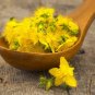 500 seeds st. johns wort hypericum yellow medicinal herb perennial non-gmo
