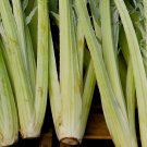 seeds bianco avorio cardoon | heirloom - non-gmo