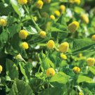 100 seeds paracress - medicinal herb aka; toothache plant
