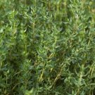 150 seeds mg thyme - non-gmo / heirloom