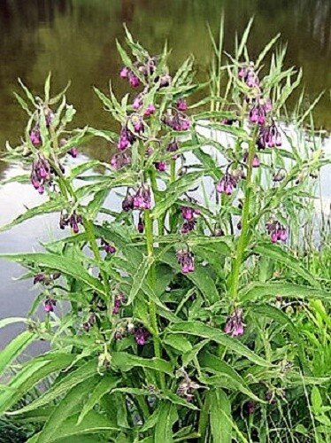 10 seeds true comfrey comphrey symphytum officinale herb purple flowers