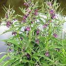 10 seeds true comfrey comphrey symphytum officinale herb purple flowers