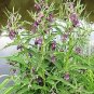 10 seeds true comfrey comphrey symphytum officinale herb purple flowers