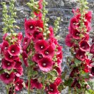 seeds hollyhock flower 30 summer carnival mix herb perennial