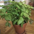 200green shiso seeds-perilla/beefsteak -korean basil-non-gmo-open pollinated