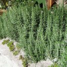 seeds rosmarinus officinalis arp hardy rosemary herb