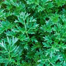 seeds 1000 citronella plant for planting mosquito outdoor non-gmo