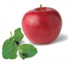 1000 seeds apple mint * herb medicinal aroma *butterfly mag
