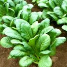 seeds 600 komatsuna spinach mustard tendergreen vegetable