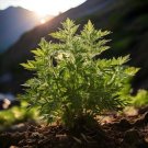 seeds mugwort - artemisia_vulgaris medicinal herb