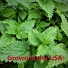seeds organic stinging nettle (urtica dioica), 300