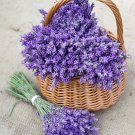 700 seeds true lavender non-gmo lavandula angustifolia