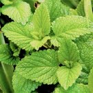 100 seeds spearmint fresh mentha spicata non-gmo .