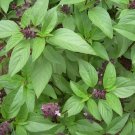 seeds thai basil 600 annual herb garden ocimum basilicum vietnamese culinary