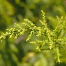 seeds 1,000 epazote (chenopodium ambrosioides) | non-gmo