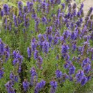 1500 seeds hyssop hyssopus officinalis ~ non-gmo heirloom culinary and medicinal