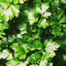1000 seeds dark green parsley | fresh seeds|