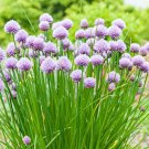 seeds chives 300 onion herb vegetable garden seller non-gmo