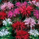 20 seeds  bee balm mixed flower seller