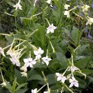 seeds 20 nicotiana alata - jasmine flowering tobacco seller