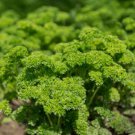 seeds 1,000 moss curled parsley non gmo (1000 seeds)
