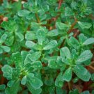 seeds green purslane 1000 portulaca oleracea sativa gerb garden