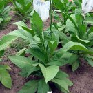 1000 seeds white gold tobacco ~ heirloom non-gmo nicotiana tabacum - fast grow