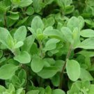 100 seeds fresh sweet marjoram