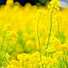 seeds 2000 mustard spring microgreens non-gmo garden pest repellent medicinal