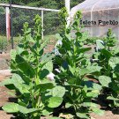 1000 seeds isleta pueblo rustica tobacco - nic. sacred