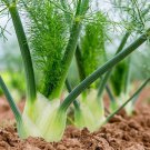 seeds florence fennel | heirloom - non-gmo herb