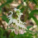 seeds white horse mint * 20 rare herb medicinal aroma