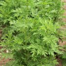 1000 seeds sweet wormwood artemisia annua annie mugwort sagewort herb