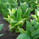 1000 seeds harrow velvet tobacco ~ heirloom medium flavor burley