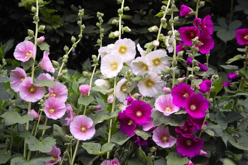 seeds hollyhock 50