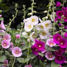 seeds hollyhock 50