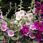 seeds hollyhock 50