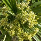 400 seeds lovage levisticum officinale