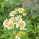 seeds wild-grown feverfew - tanacetum parthenium medicinal plant herb