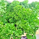 seeds 2000 parsley spring herb garden vegetable non-gmo heirloom curled greens