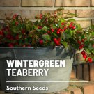 seeds wintergreen (teaberry) - heirloom medicinal and culinary herb