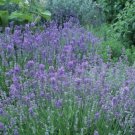 600english lavender-lavandula angustifolia-non gmo-open pollinated.