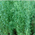 seeds papalo herb seed (porophyllum ruderale ssp. macrocephalum) 1000 fresh